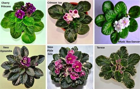 What are the different types of african violet plants – Artofit