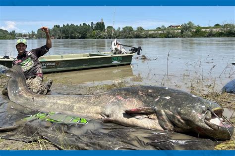 Hombre pesca al bagre más grande jamás capturado y ¡es espectacular su ...