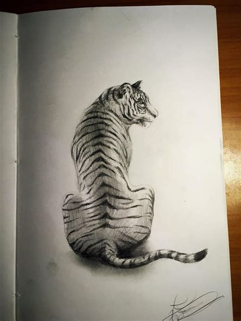 Tiger, pencil on paper. : drawing