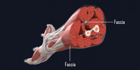 Fascia - the missing link to human health and well being - MihaPower Training Systems