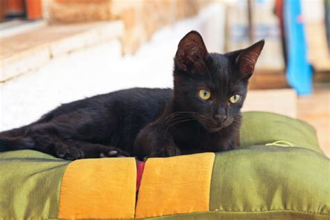 55 Awesome Bombay Cat names - We're All About Cats