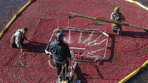 Chatsworth cranberry farm dates back to 1890