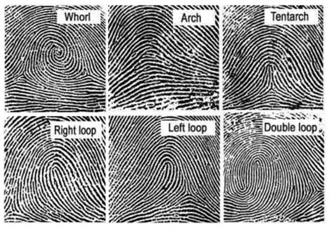 Major Fingerprint Types: Whorl, Arc, Tent, Right loop, Left loop, and... | Download Scientific ...