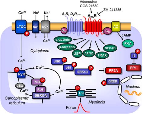 Adenosine Receptor