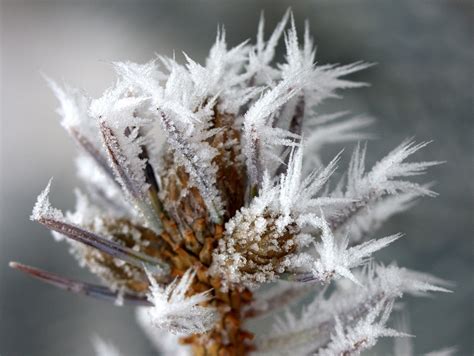 Branch Frozen Rime - Free photo on Pixabay