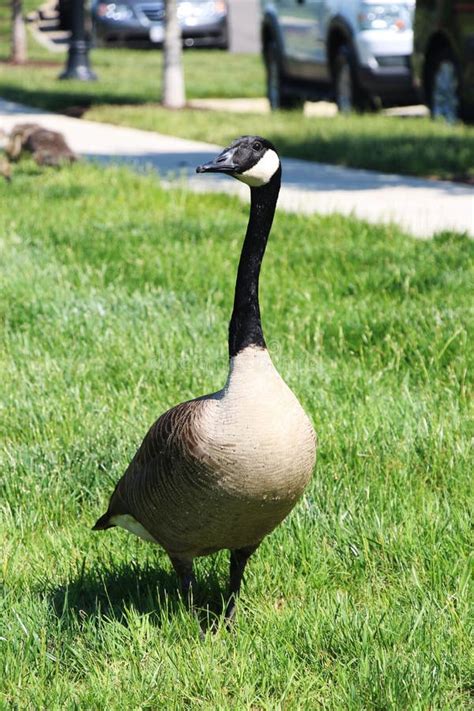 Giant Canadian Goose stock image. Image of waterfowl - 18972829