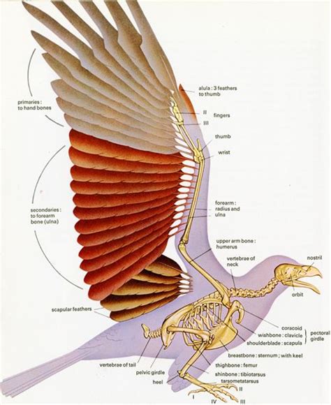 Wings | Wing anatomy, Bird wings, Wings book