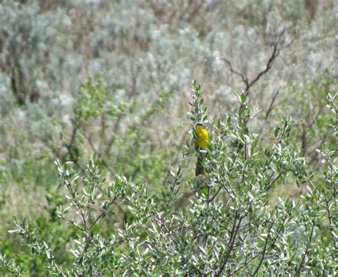 Birding Is Fun!: Birding Theodore Roosevelt National Park