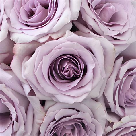 Buy Wholesale Ocean Song Lavender Rose in Bulk - FiftyFlowers