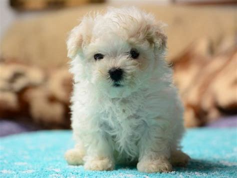 8 Small Dogs That Don't Shed | Non-Shedding Dog Breeds