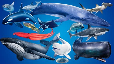 Ocean Animals MEGA Pack – ASSET CLOUD