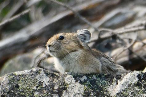 21 Wild Animals in North Korea [Wildlife in North Korea] - Kevmrc