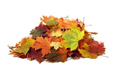 Pile of Autumn Leaves Isolated on White Background.a Heap of Different Maple Dry Leaf .Red and ...