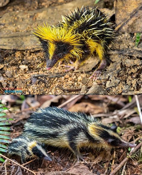 The lowland streaked tenrec (hemicentetes semispinosus) is seemingly ...