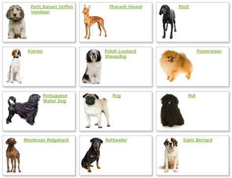 Dog Breeds list