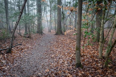 Foggy Morning in the Forest — Todd Henson Photography