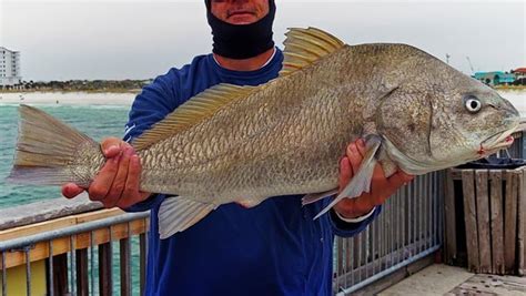 Fishing Pensacola Beach - Pensacola Surf Fishing