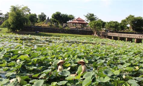 Tịnh Tâm bạch liên trà - Trang tin Hữu Cơ Huế Việt