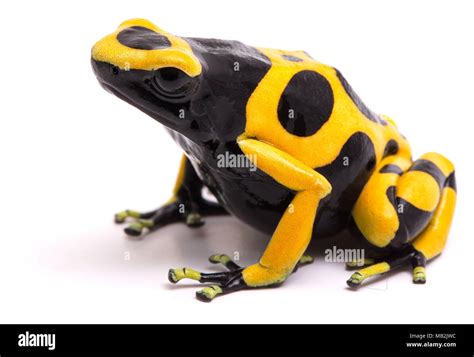 Bourdon noir et jaune Banque d'images détourées - Alamy