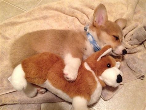 Corgi puppy sleeping with his toy corgi : r/aww