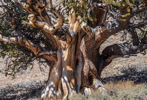 Ancient Bristlecone Pine – Allan J Jones Photo Blog