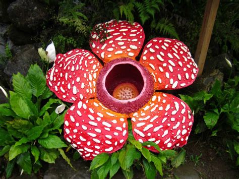 Rafflesia: The World's Largest Bloom - World of Flowering Plants