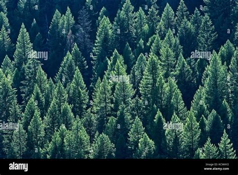 Coniferous Forest Plants List