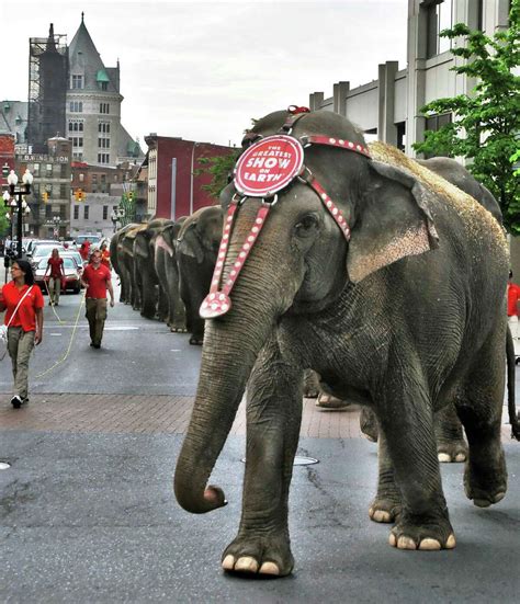 Circus elephants parade on Tuesday