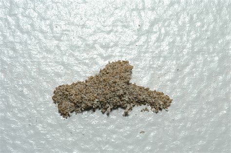 Signs of Termite Infestation | Mississippi State University Extension Service