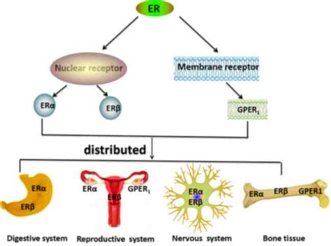 The roles of estrogen and estrogen receptors in gastrointestinal disease (Review)