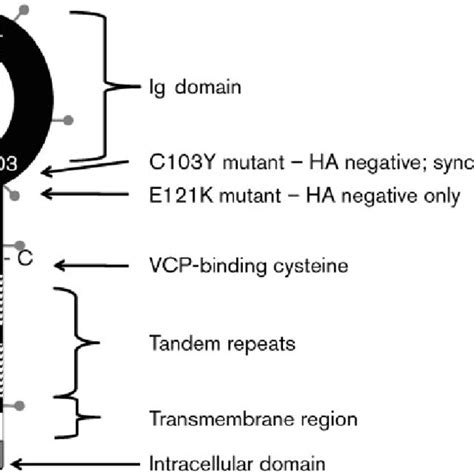 Schematic map of the domains of the A56 protein. After a cleaved signal ...