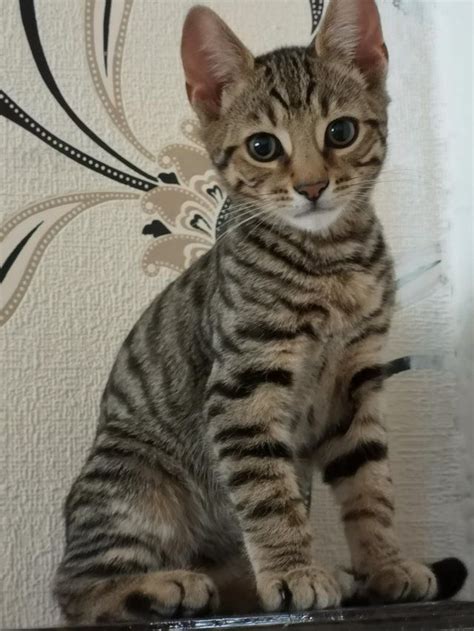 Bengal Shorthair Mix | bestcatteryinfo