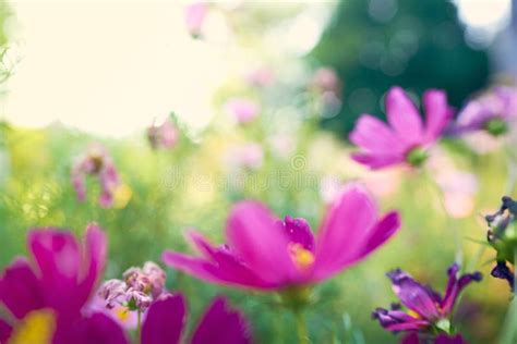 Blurry of Colorful Flowers, Beautiful, Colorful, Suitable for Background Stock Image - Image of ...