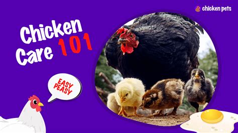 Chicken Care 101: 7 Essential Tips for Raising Healthy and Happy ...