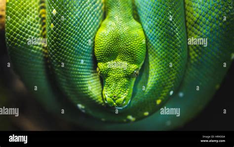 Green snake python Stock Photo - Alamy