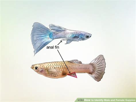 How to Identify Male and Female Guppies: 7 Steps (with Pictures) | Guppy fish, Guppy, Tropical ...