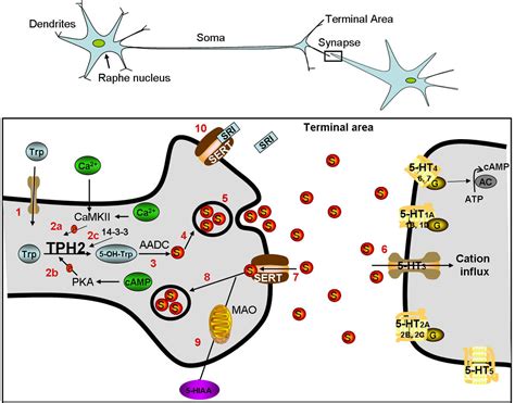 Serotonin Signaling Pathway