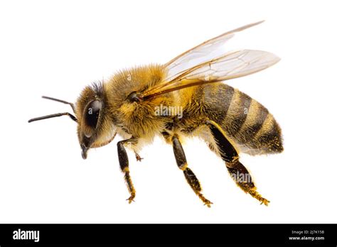 insects of europe - bees: side view macro of western honey bee ( Apis mellifera) isolated on ...