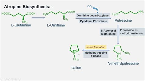 Atropine Biosynthesis and General Introduction - YouTube