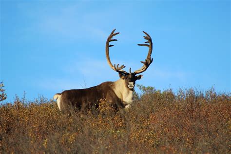 National Park | Caribou in Denali