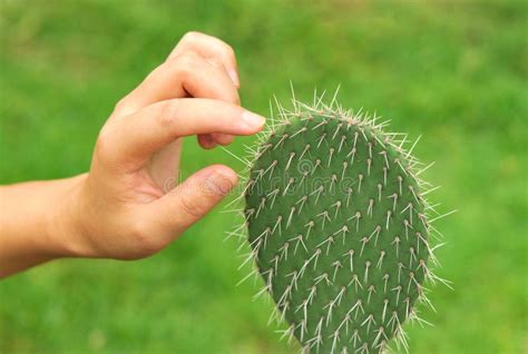 Hand touch cactus stock photo. Image of prickly, thorny - 24990502