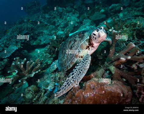 Hawksbill sea turtle (Eretmochelys imbricata) on the reef, Lankayan ...