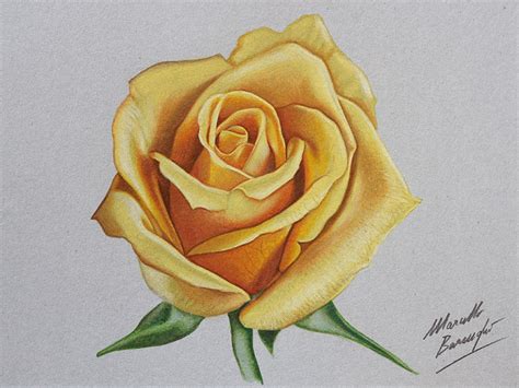 Yellow rose drawing - Marcello Barenghi