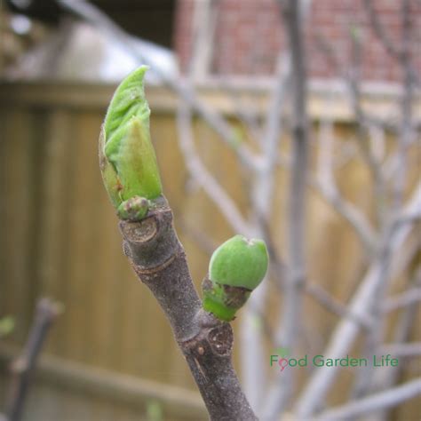 7 Tips to Boost Fig Tree Harvests in Cold Climates — Food Garden Life: Edible Garden, Vegetable ...