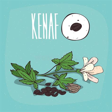 Set of Plant Kenaf Seeds Herb Stock Vector - Illustration of ...