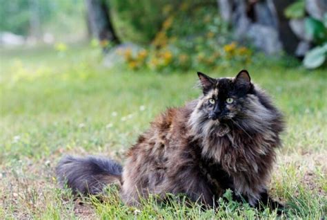 Tortoiseshell Norwegian Forest Cat: Facts, Origin & History (With Pictures) - Catster