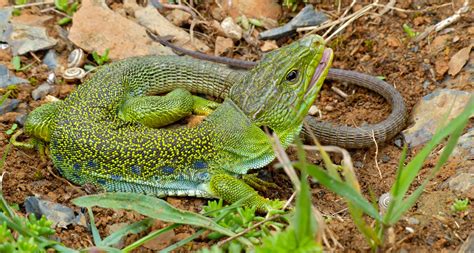 The scales of the ocellated lizard are surprisingly coordinated