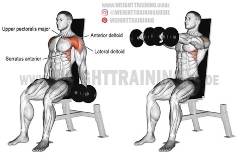 Seated dumbbell front raise. An isolation exercise. Target muscle ...