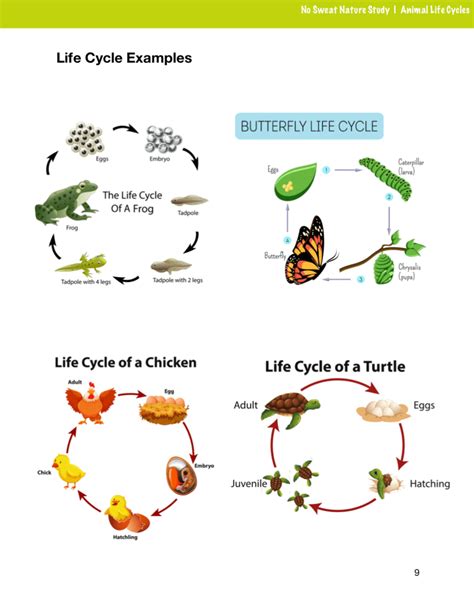 Animal Life Cycles Curriculum - No Sweat Nature Study