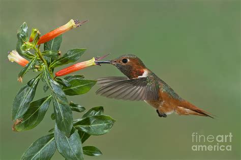 Allens Hummingbird Feeding Photograph by Anthony Mercieca